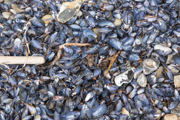 Shells at Beach at Pommle Nakke, Zealand, Denmark