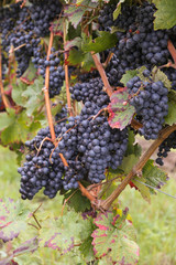 Weintrauben an der Rebe, Rheinland-Pfalz, Germany