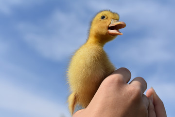 Little duckling.