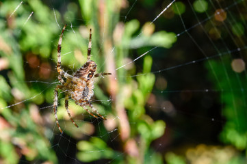 the spider web in thuja