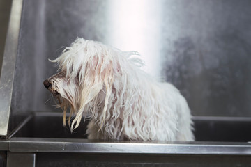 Wet white Bichon Maltese dog after bathing