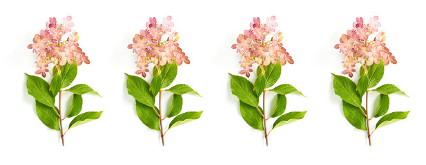 pattern of hydrangea flowers on a white background. autumn concept, simple flat layout