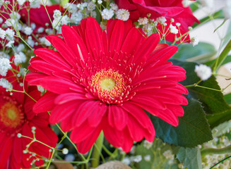 vibrant red Gerber daisy flower close up