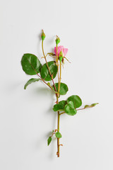 wedding concept. delicate rosebuds with beautiful leaves on a white background. flat lay, top view