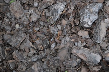 tree bark texture