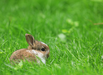 Naklejka na ściany i meble ginger little rabbit in a green meadow