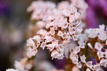Flores blancas en primavera