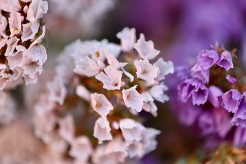 Flores blancas y moradas macro 