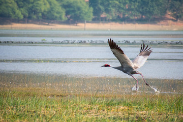 Red crown sandhill crane, india saras bhopal