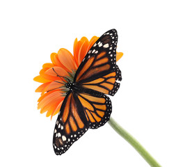 Obraz premium Flower with beautiful monarch butterfly isolated on white