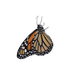Beautiful fragile monarch butterfly isolated on white