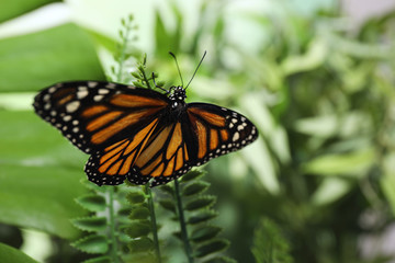 Beautiful monarch butterfly on fern leaf in garden