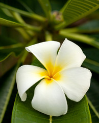 Fototapeta na wymiar white plumeria blossom close up