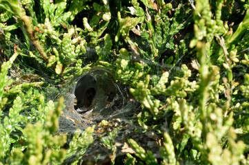 the spider web in thuja