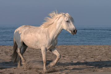 Naklejka na ściany i meble White Stallion Running on the Beach