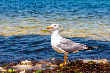 seagull on the beach