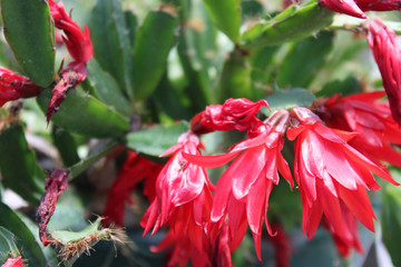 Red Flowering Cactus