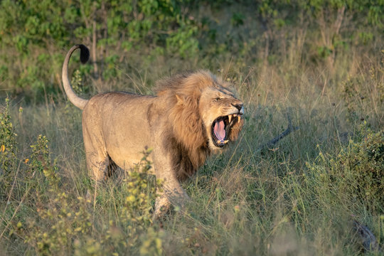 A snarling lion walks through the tall grasses on the Botswana savannah