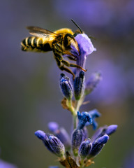 Bee on Lavender