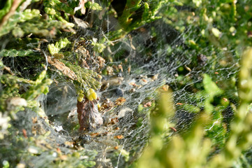 the spider web in thuja