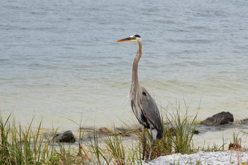 great blue heron