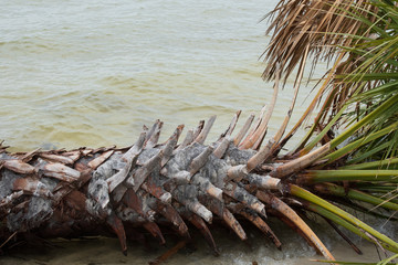 Fallen palm tree on beach