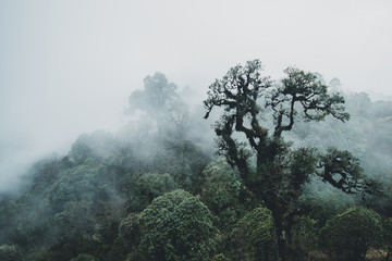 Misty mountain landscape