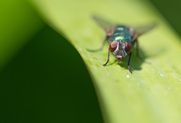 Fliege beim Sonnenbad