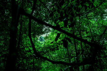 The forest in blue mountain