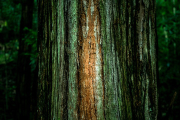 Obraz premium The forest in blue mountain