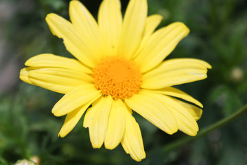 Obraz premium Yellow Daisy Flower