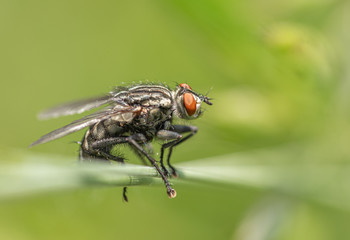 Fliege auf Grashalm