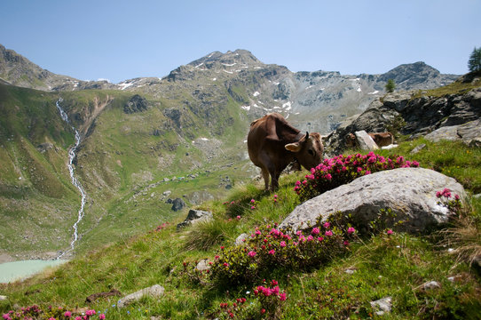 Cow portrait in Valmalenco. Beautiful alpine landscape