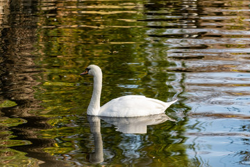 A beautiful white Swan with delicate air feathers, swimming alone on a pond with a sandy bottom. A large bird lives quietly on a reservoir