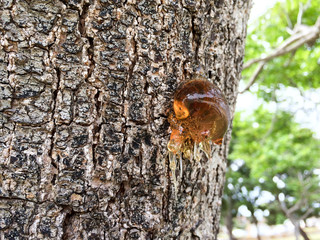 tree sap and bark amber black white colors sticky natural arborist background