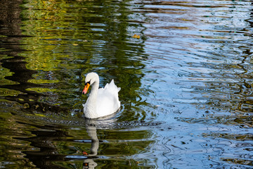 A beautiful white Swan with delicate air feathers, swimming alone on a pond with a sandy bottom. A large bird lives quietly on a reservoir