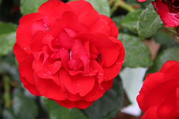 Red Rose