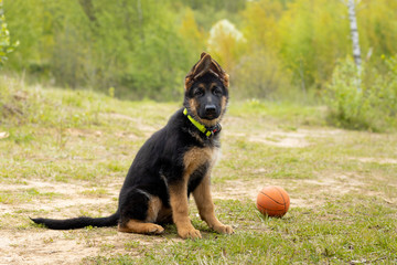 German shepherd puppy sits next to a toy ball on a background of spring greenery. Mouth closed