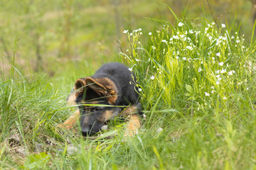 Closeup portrait of a German shepherd puppy lying in the softly green spring grass
