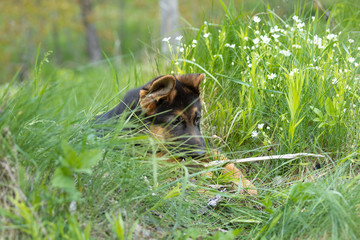 Closeup portrait of a German shepherd puppy lying in the softly green spring grass