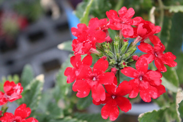Red Flower