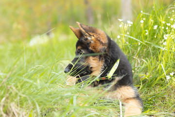 Closeup portrait of a German shepherd puppy lying in the softly green spring grass