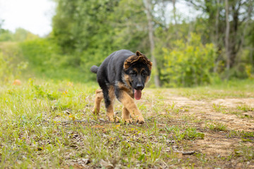 German shepherd puppy walks along the track