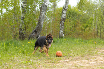 German shepherd puppy has fun playing in a mach