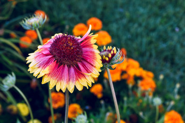 colorful gaillardia growing in the garden