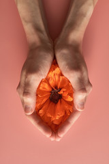 red poppy flower in the palms of a woman. vagina abstract image