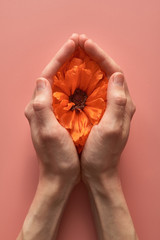 red poppy flower in the palms of a woman. vagina abstract image