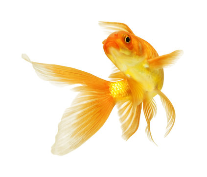 gold fish