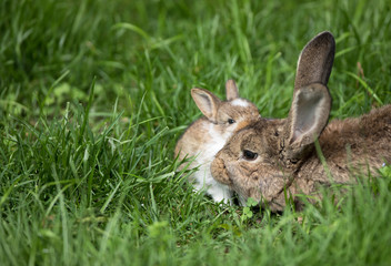 brown rabbit family on a green meadow