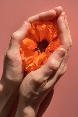 red poppy flower in the palms of a woman. vagina abstract image